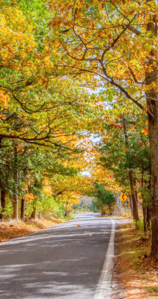 Scenic Northern Michigan road lined with colorful autumn trees, showcasing the region’s natural beauty and inviting exploration of hidden gems and local adventures.